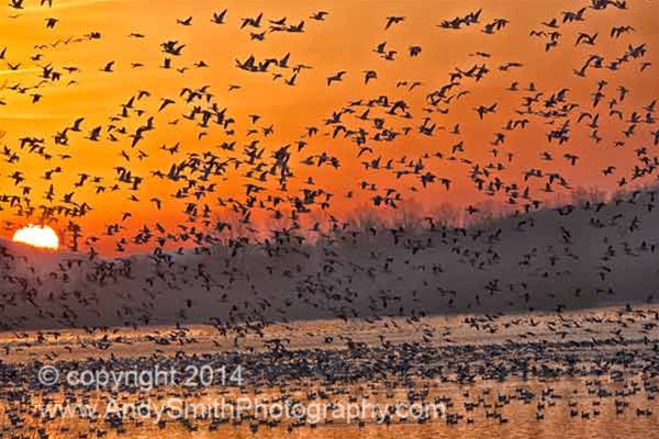 Coud of Snow Geese at SSunrise